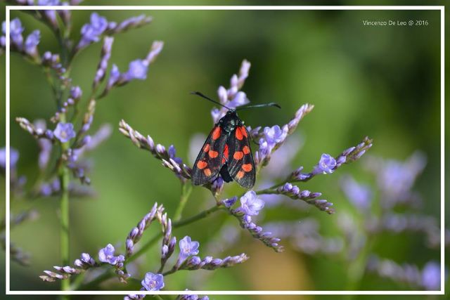 Zygaena ID dalla Puglia